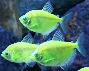 GloFish - * Tetra - Electric Green - 1-2 inch - Quantity of 6